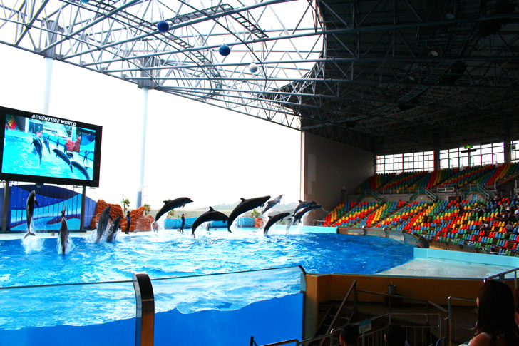 イルカのジャンプの共演