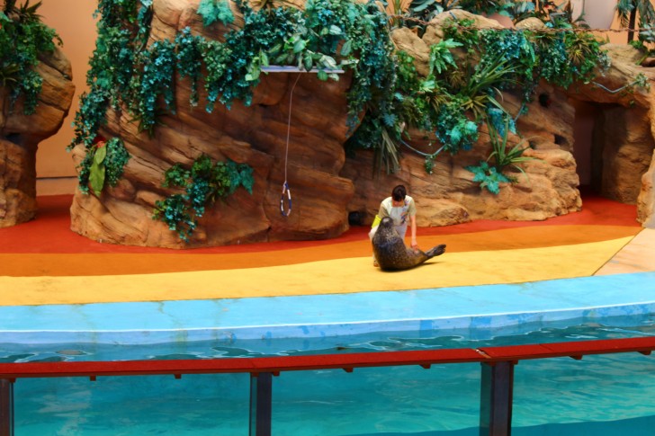 アザラシの腹筋