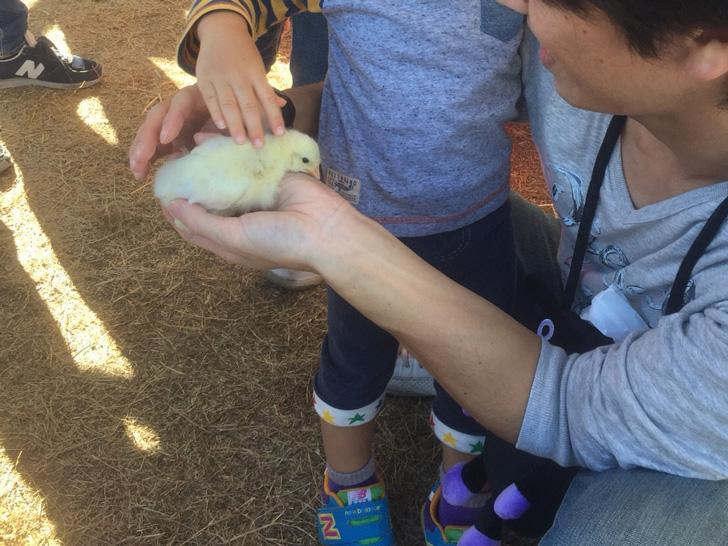 ひよこと触れ合う